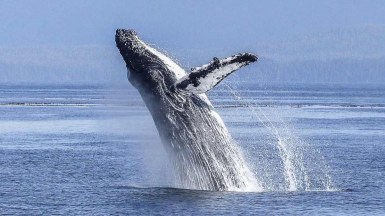 Nunca antes registrado: Ballena jorobada recorrió 13.046 kilómetros en busca de una pareja