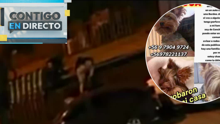 Robaron su perrito: Familia fue maniatada y apuntada con armas en violento turbazo en Conchalí