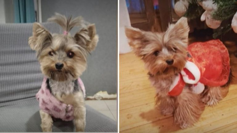 Se llevaron a su perrita en turbazo: El desesperado llamado de familia tras robo en su casa