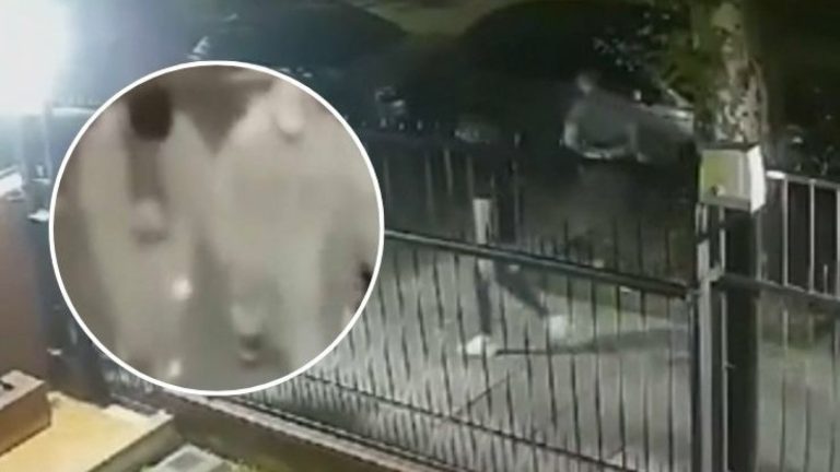 Seis son chilenos: Videos muestran a 17 presos que escaparon desde comisaría en Argentina