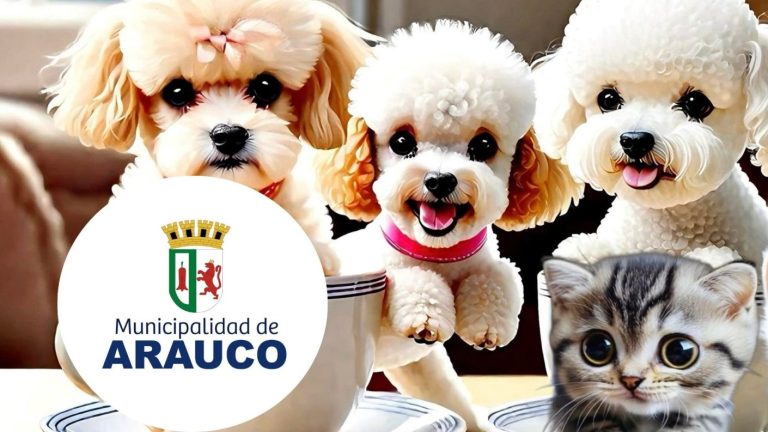 Hackean página de Facebook de la Municipalidad de Arauco: Se llenó de fotos de perritos y gatitos