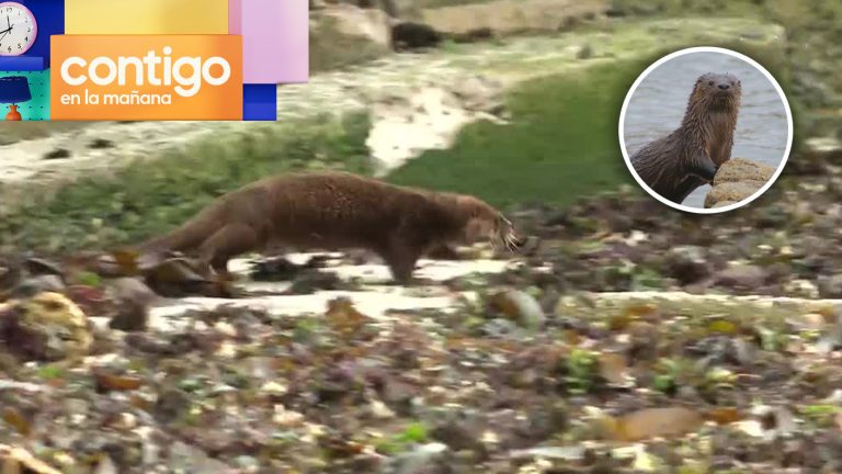“Lindo momento que regaló la naturaleza”: Chungungo interrumpió despacho en el matinal