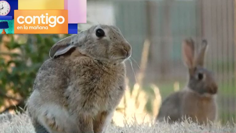 ¿Tierna visita? Más de 200 conejos sueltos sorprendieron a condominio en Las Condes