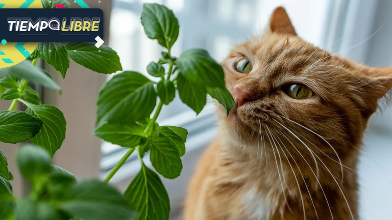 Plantas venenosas para gatos: Conoce cuáles son y qué riesgos puede sufrir tu mascota