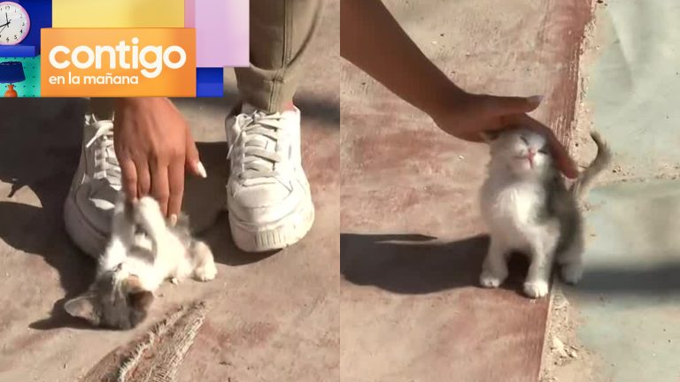 “Me lo quiero llevar”: Gatito se robó el corazón de Dani Muñoz tras tierno encuentro en vivo
