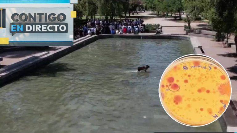 Piletas contaminadas: El grave peligro para la salud si se baña o bebe de ellas