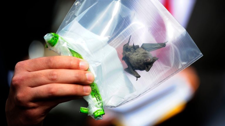 Primer caso de rabia en murciélago en La Serena: Animal fue encontrado en establecimiento educacional