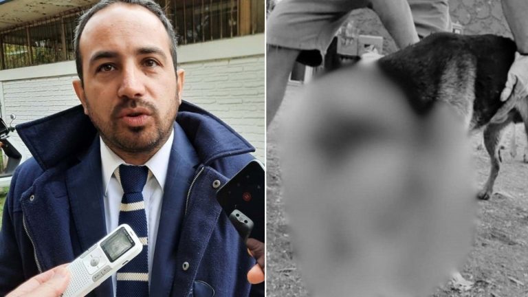 Revocan prisión preventiva a hombre que atacó a perro con machete en Talagante: Alcalde se pronunció