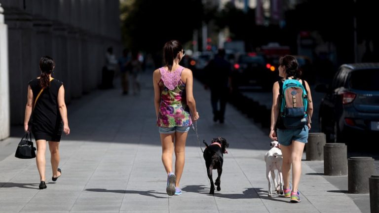 Por temperaturas sobre 37 grados: Estas son las recomendaciones para cuidar a tus mascotas del calor