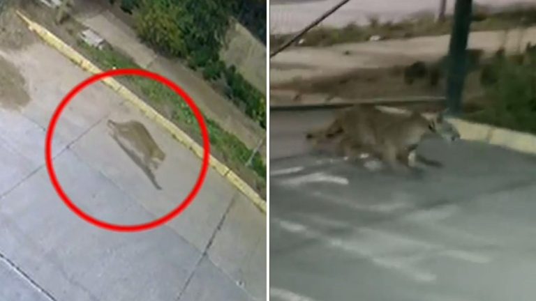 Puma suelto causó pánico en Lo Barnechea: Denuncian que ha atacado a mascotas del sector