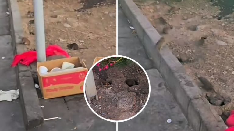 “¡Oh, qué increíble!”: Viralizan gran nido de ratas a un costado del río Mapocho