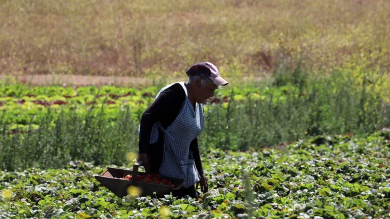 Bono al Trabajo de la Mujer: Revisa si lo recibes y la fecha de pago en enero
