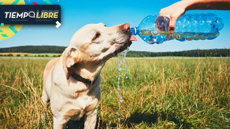 Cómo detectar si tu perro esta sufriendo una bomba de calor y qué hacer para evitarlo