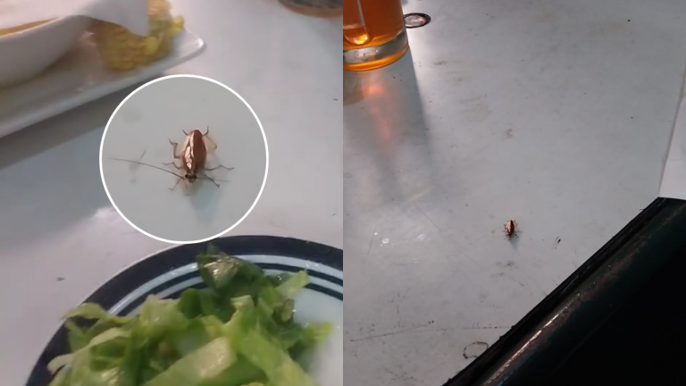 Comieron con cucarachas y debieron pagar la cuenta: Denuncia afecta a local de Franklin