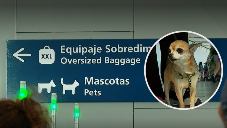 Sernac oficia a aerolíneas por viajes con mascotas e insta a respetar la ley del consumidor