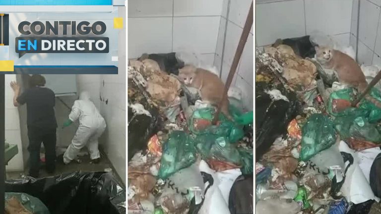 “Expuesto a mucho daño físico”: Gato fue arrojado por ducto de basura en condominio de San Miguel