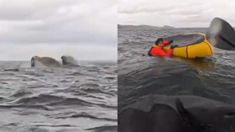 VIDEO | Impactante: Joven es tragado y expulsado por una ballena en el Estrecho de Magallanes