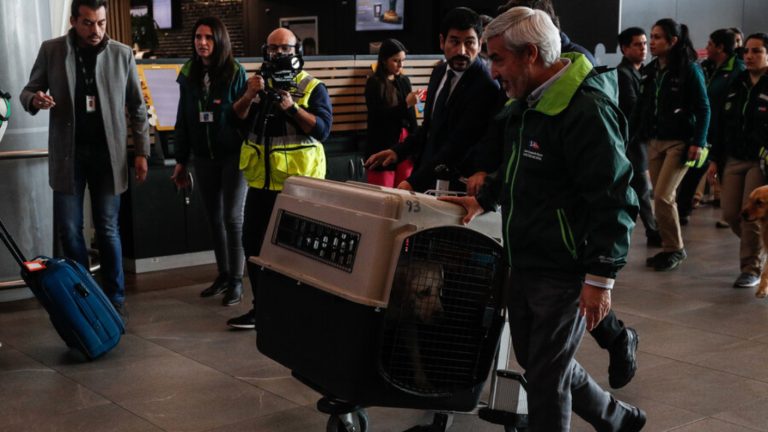 Crece debate por pasajeros que viajan en avión con mascotas: ¿Qué ocurre en esos casos?