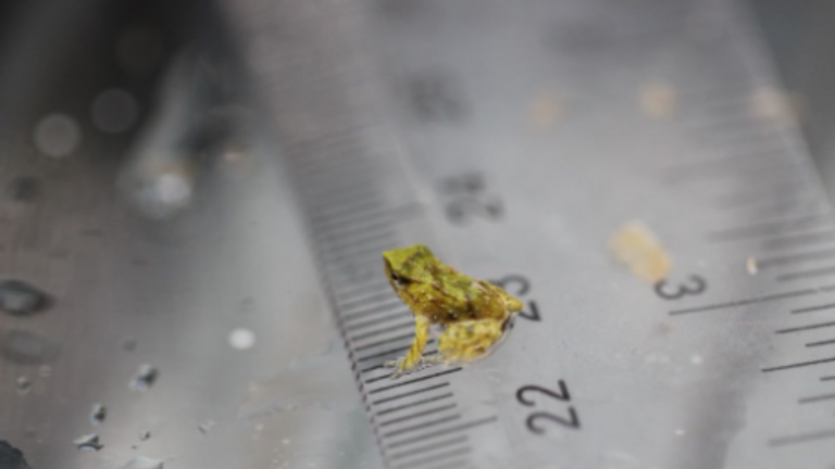 Nacen 33 ranitas de Darwin en Londres: Huevos fueron rescatados de Chiloé en histórica iniciativa