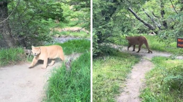 VIDEO | Encuentro Inesperado: Turista brasileña se topó con puma en Torres del Paine