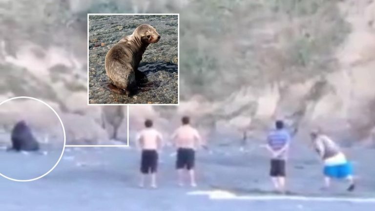 Cruel maltrato animal: Transversal condena por agresión de sujetos a lobo marino en Carahue