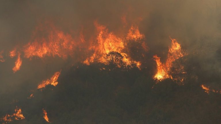 Alerta roja en Malleco: Incendios forestales consumieron miles de hectáreas y hay viviendas afectadas