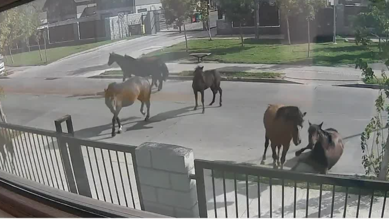 Vecinos de Talcahuano denuncian que caballos se tomaron plaza: Dueño los suelta sin precaución