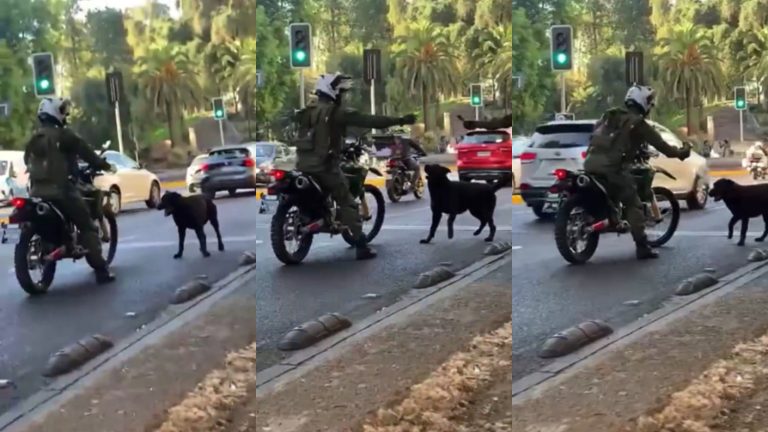 Viralizan video de carabinero rociando con spray a perro: Habrá investigación interna