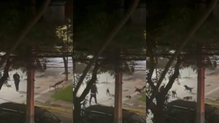 “A mi hija la atacaron cinco”: Jaurías de perros callejeros atemorizan a vecinos de Lo Barnechea