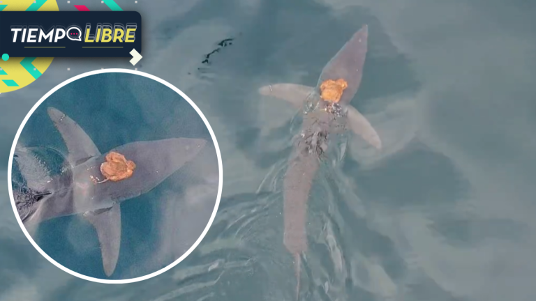 ¿Merece una adaptación? Captan a pulpo “viajando” sobre el lomo de un tiburón en Nueva Zelanda