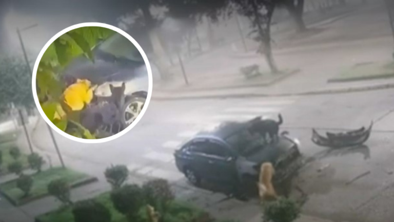 VIDEO | Jauría de perros desmanteló a mordiscos auto en Concepción