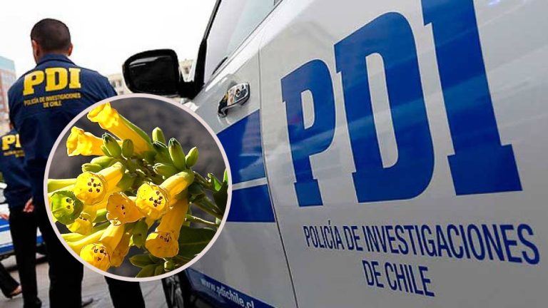 Quería hacer una ensalada: Hombre consume planta del patio de su casa y muere intoxicado en la región de Valparaíso