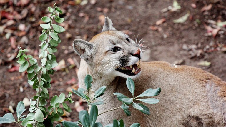 SAG se pronuncia por hallazgo de puma desmembrado en Torres del Paine: Fiscalía recibirá antecedentes
