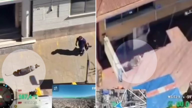 ¡Quedó grabado! Perrita “Fiona” de Carabineros capturó a prófugo que intentó huir de fiscalización