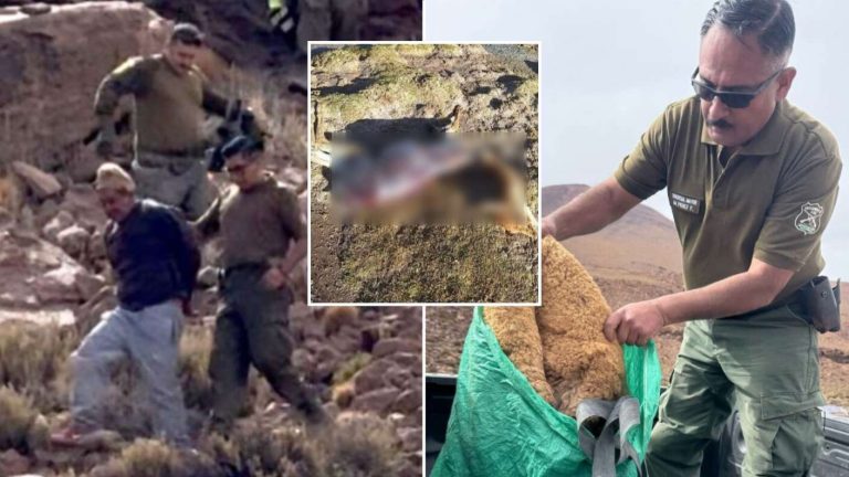 Detienen a ciudadano boliviano por caza ilegal de vicuñas en Ollagüe: Piden mayor resguardo fronterizo
