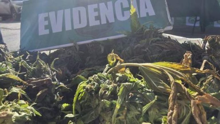 Histórico decomiso en Valle del Elqui: Carabineros incautó más de 9.000 plantas de marihuana