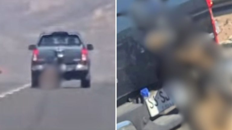 Sujeto colgó y arrastró un perro con su camioneta hasta matarlo en Copiapó
