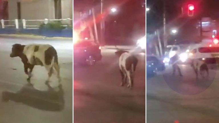VIDEO | Ternero en fuga embistió a carabinero y luego continuó corriendo por calles de San Bernardo