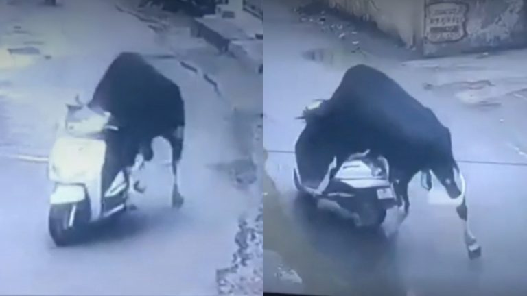 Insólito robo en India: Toro se llevó moto scooter y la chocó