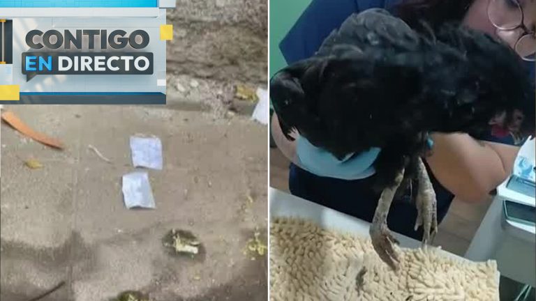 Denuncian supuesta santería con gallinas en Santiago: Las abandonan heridas y con misteriosos mensajes