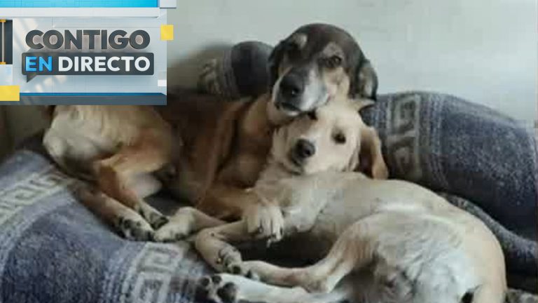 Dos mascotas fallecidas y un joven lesionado dejó descarga eléctrica en plaza de Quilicura