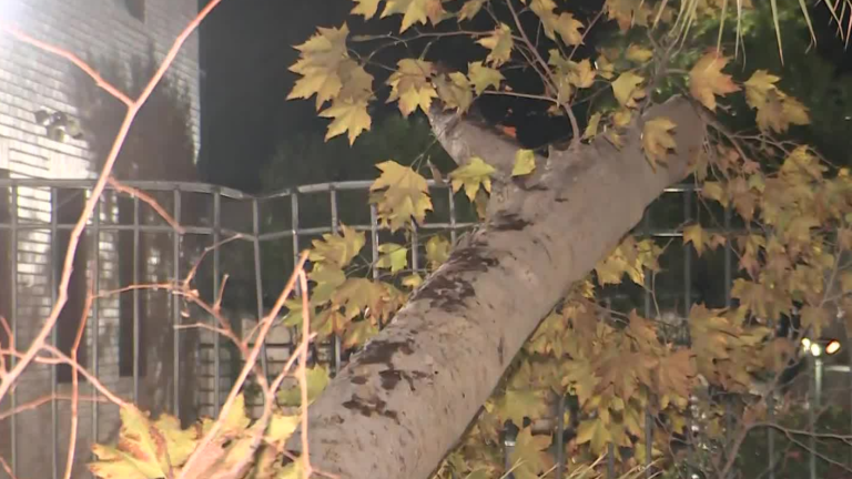 Árbol cayó de raíz en entrada de edificio de Providencia