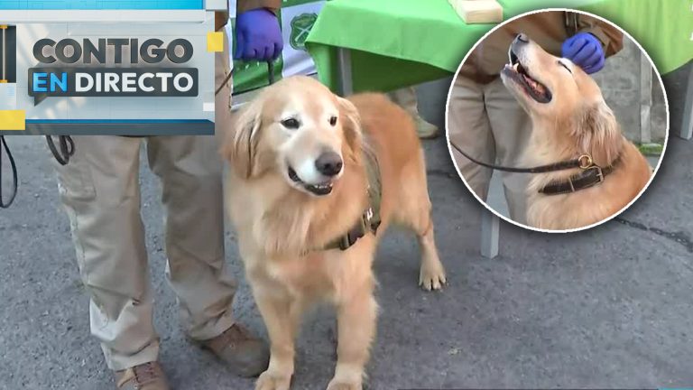 Perro policial participó de operativo contra el narcotráfico y cautivó a todos en Contigo en Directo
