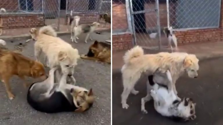 VIDEO | Perro “Aura”: Can se hizo viral con peculiar don para frenar peleas