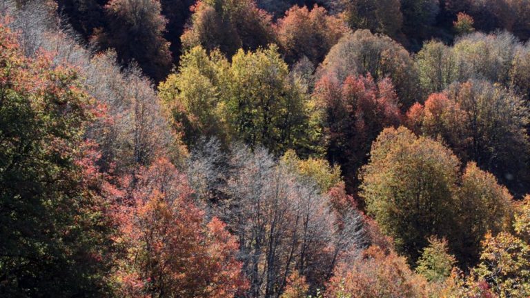 Invitan a experimentar “baños de bosque” GRATIS en pleno centro de Santiago