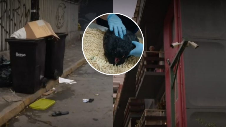 Vecinos de Santiago acusan presunta santería con gallinas: Aparecen en basureros y con extraños mensajes