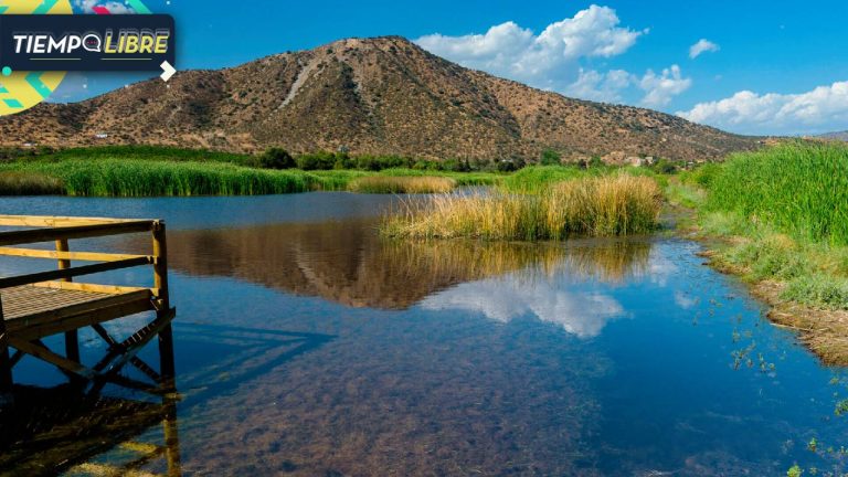 A solo 30 minutos de Santiago: Desconéctate y disfruta de la naturaleza en este increíble humedal