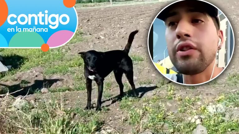 “Su intención era venderlo”: Chileno reveló en Contigo en la Mañana que secuestraron a su perro en Irán