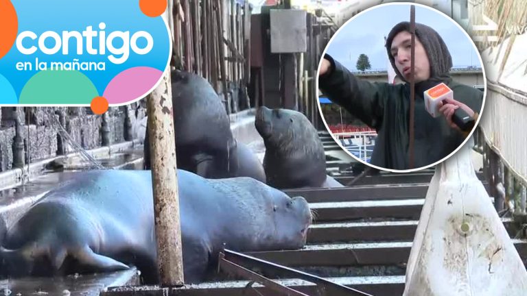 ¿El encantador de lobos marinos? Gino Costa presenció curiosa intervención en Valdivia