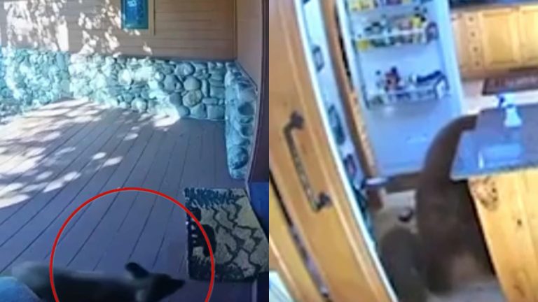 Madre e hijo oso irrumpen en una casa y vacían refrigerador